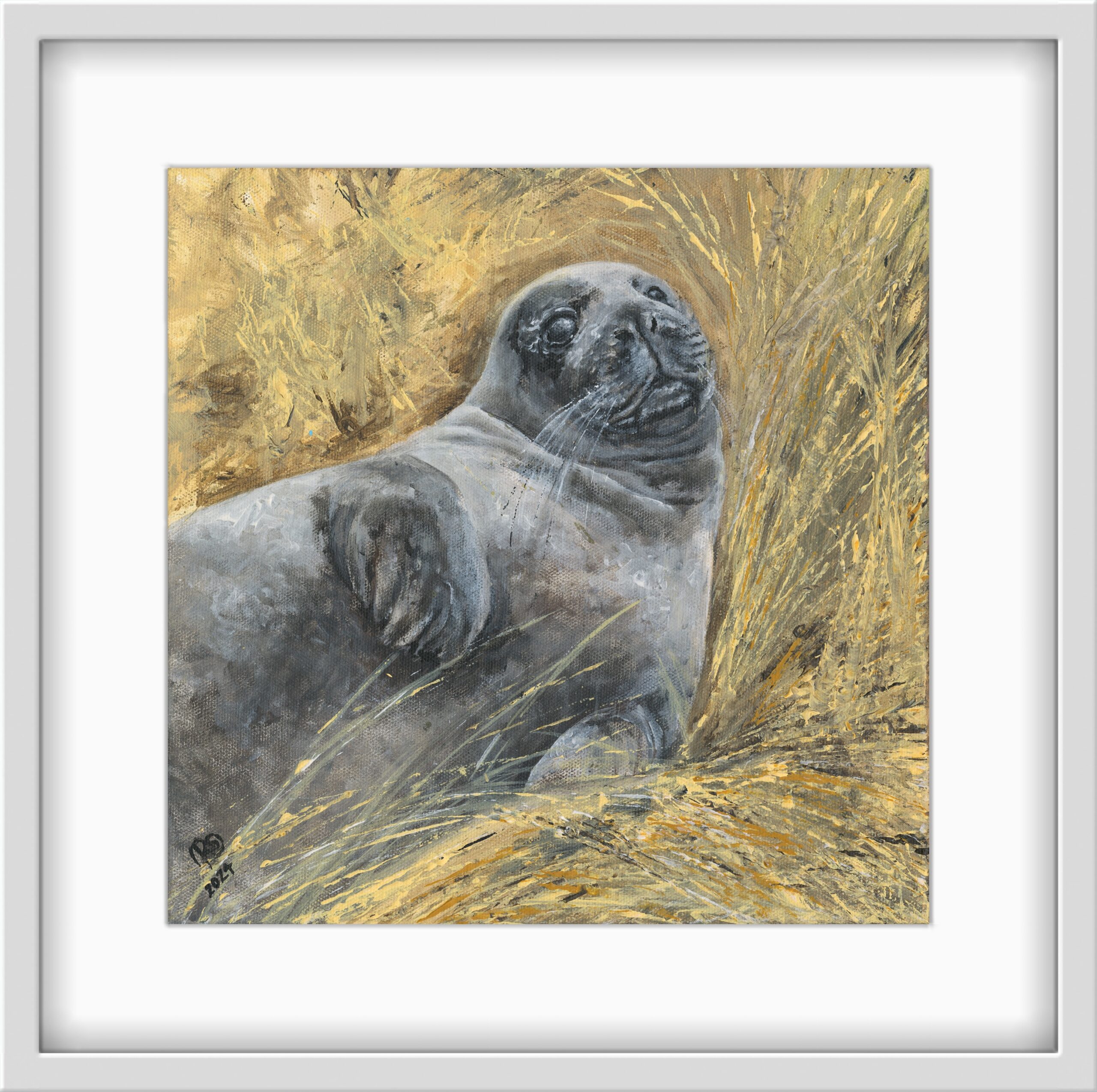 Held seal pup print in a pale grey frame with a white mount